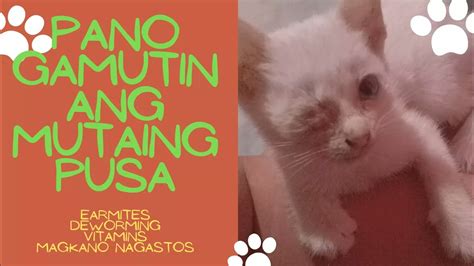 Bolitas Story: Kapag Wala Ang Pusa .